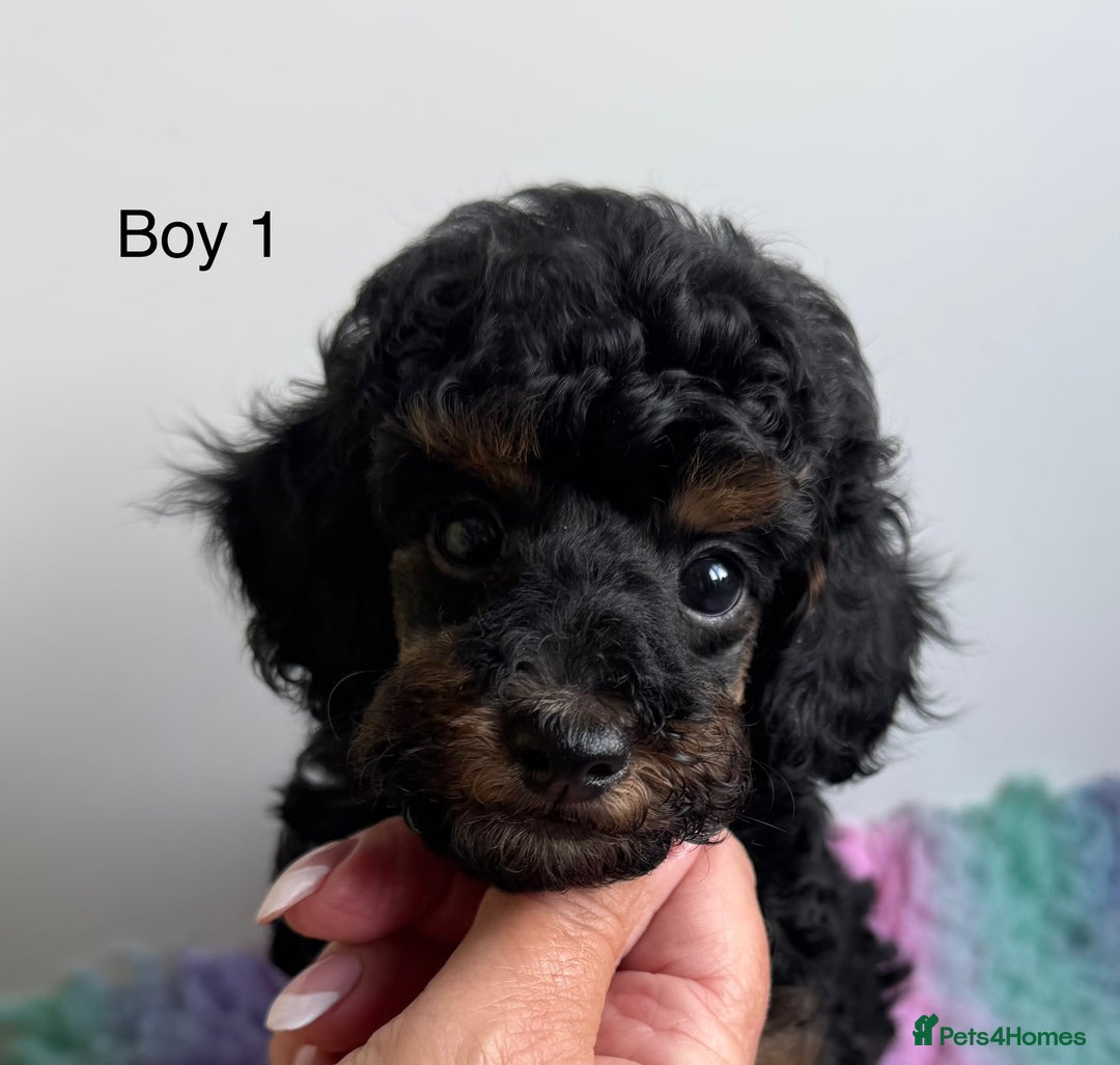 Toy Poodle dogs for sale: Stunning KC reg Champion lines  Toy poodles  🐩  - Image 2