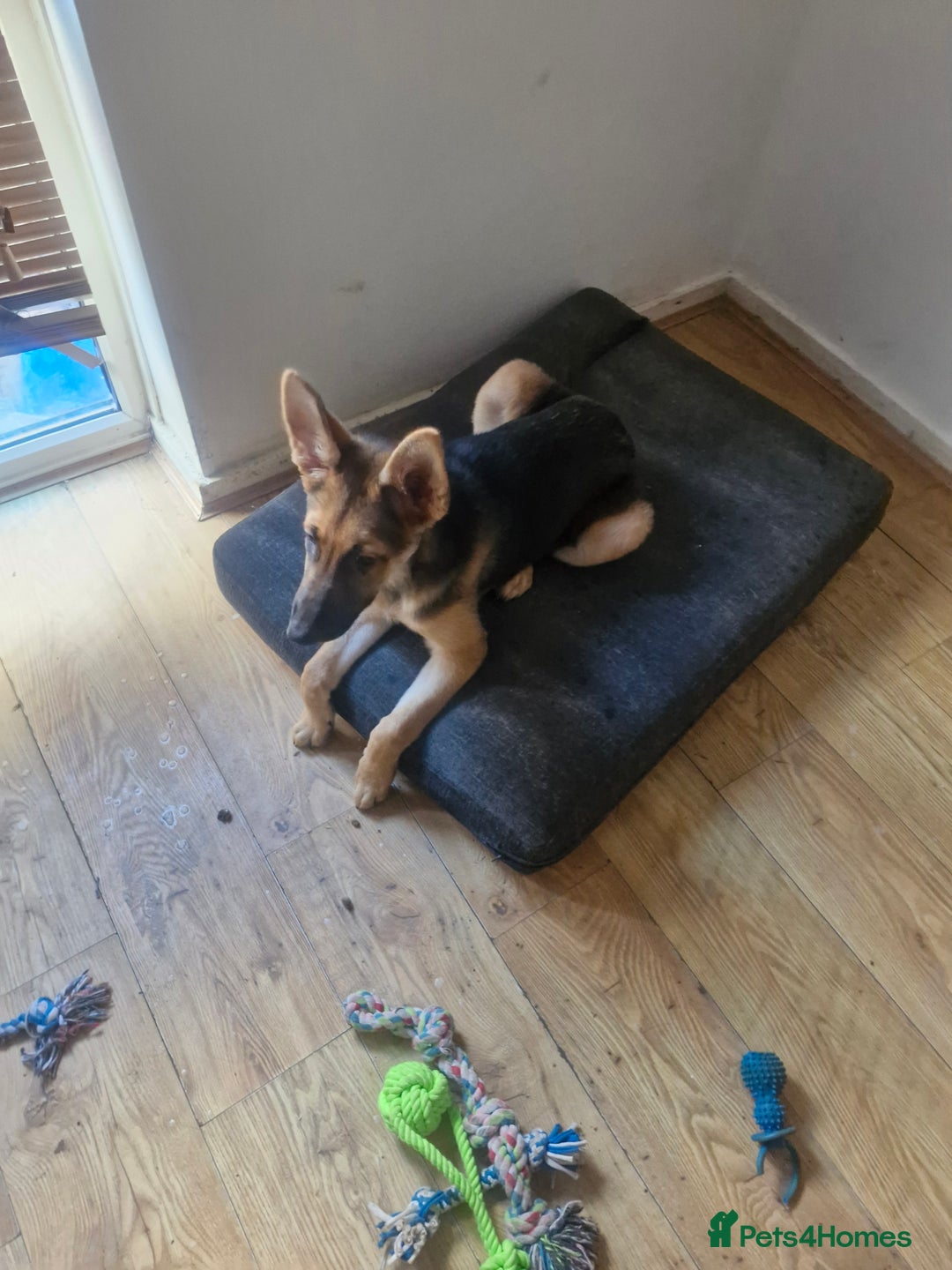 German Shepherd dogs for sale: German shepherd  - Advert 2