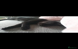 Domestic Shorthair cats for sale: 2 Beautiful boys need rehoming - Image 6