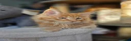Maine Coon cats for sale: Five Beautiful Maine Coon Kittens - Advert 21