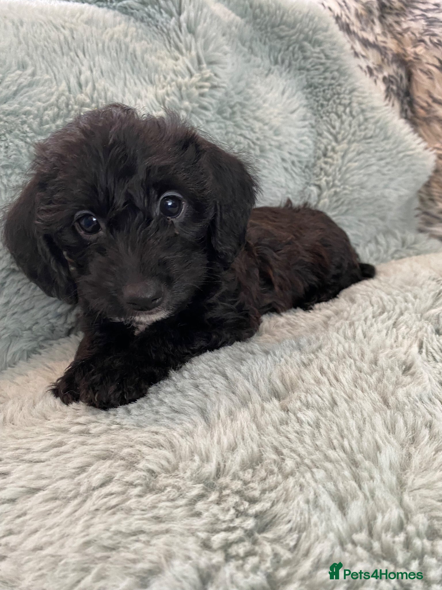 Doxiepoo dogs Doxipoo  - Advert 5
