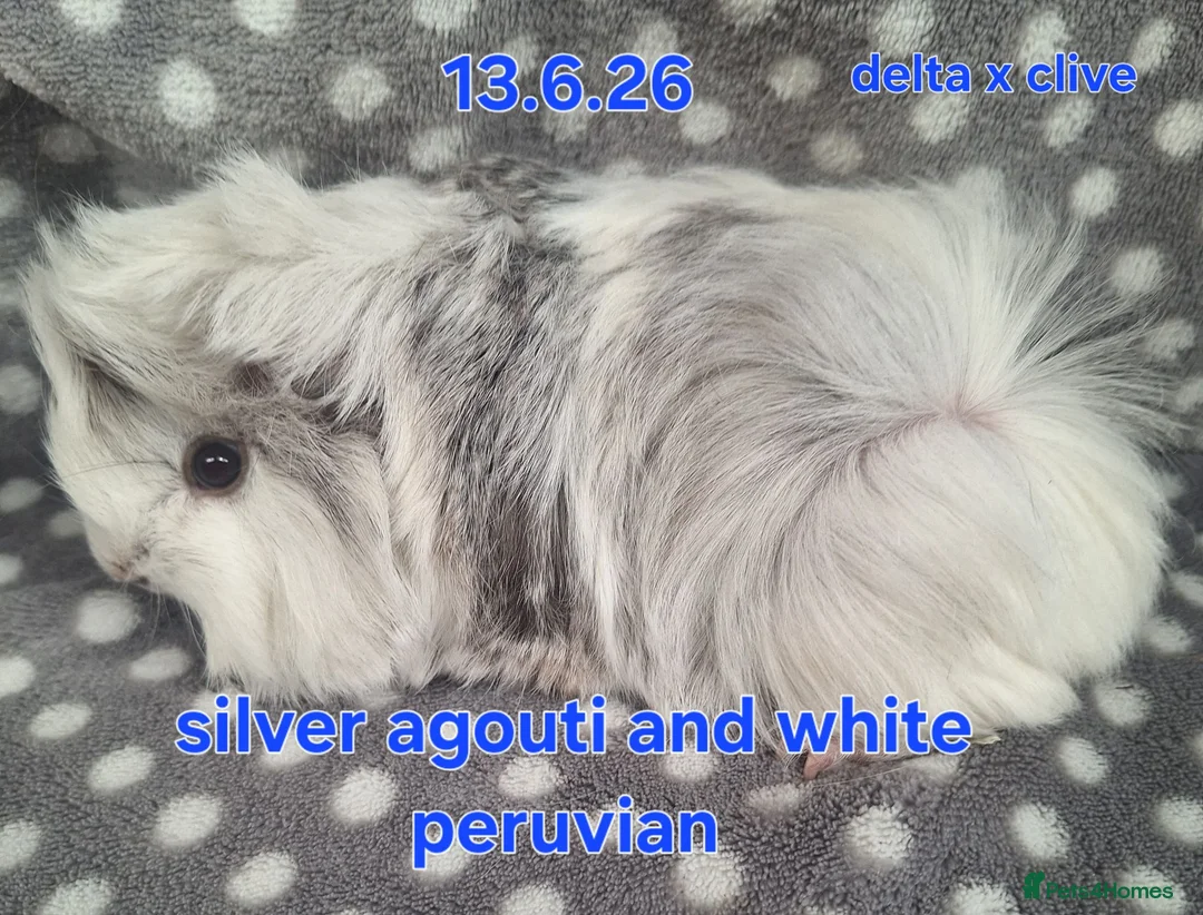 Guinea Pig rodents for sale: Fluffy baby boy male guinea pigs - Advert 6