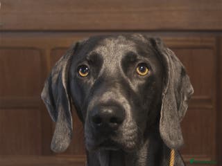 Weimaraner dogs No Cost 1 Year Old Blue Weimaraner For Stud - Advert 22