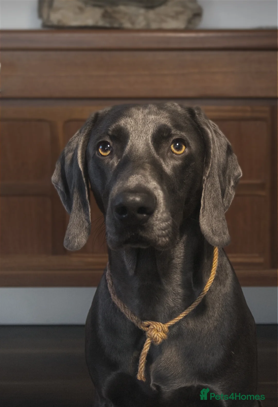 Weimaraner dogs for stud: No Cost 1 Year Old Blue Weimaraner For Stud - Advert 2