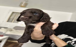 Cocker Spaniel dogs for sale: Cocker spaniel puppy  - Image 5