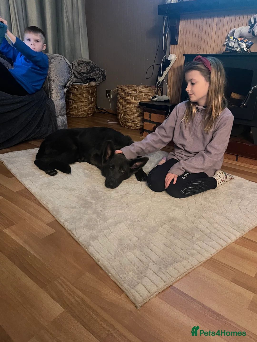 German Shepherd dogs for sale: Beautiful solid blue German shepherd female  in Crewe - Advert 3