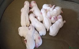 Maltese dogs for sale:  Adorable Maltese Puppies - Image 3