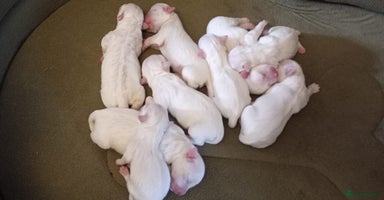 Maltese dogs - Advert 5