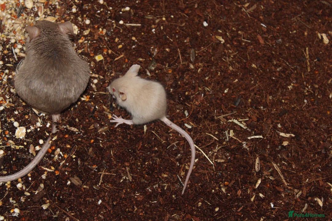 Mouse rodents for sale: Mixture of Fancy Mice For Sale  - Image 4