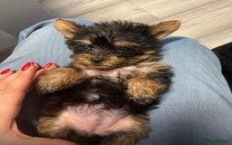 Yorkshire Terrier dogs for sale: 2 boys ready to go  - Image 4