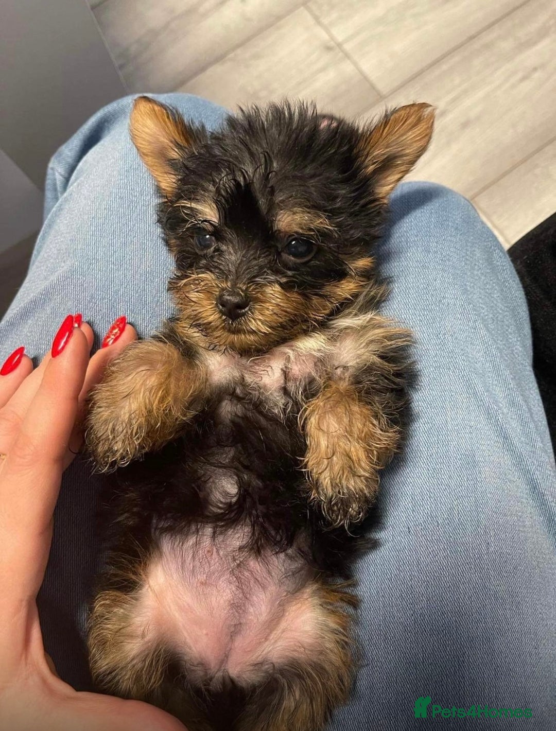 Yorkshire Terrier dogs for sale: 2 boys ready to go  - Image 4