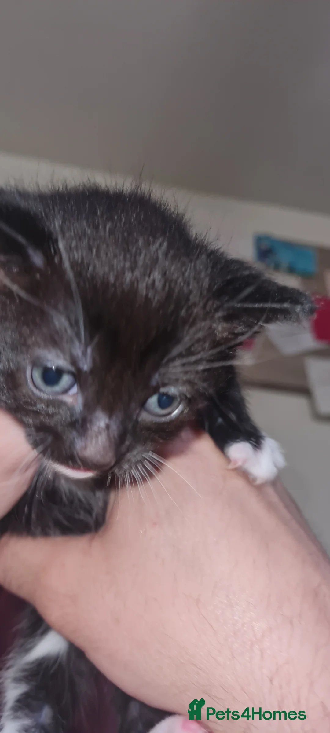 Mixed Breed cats for sale: Beautiful fluffy kittens in Romford - Advert 2