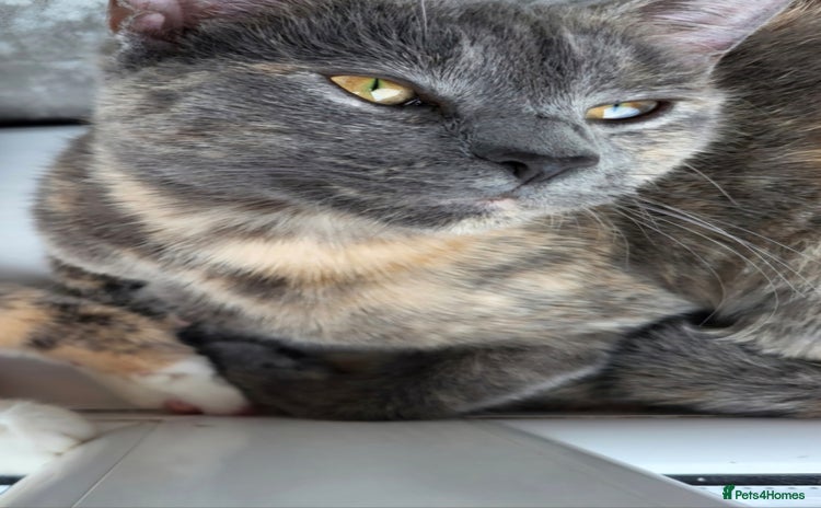 Mixed Breed cats Looking to rehome.  - Advert 2