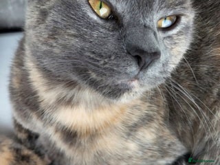 Mixed Breed cats Looking to rehome. - Advert 9