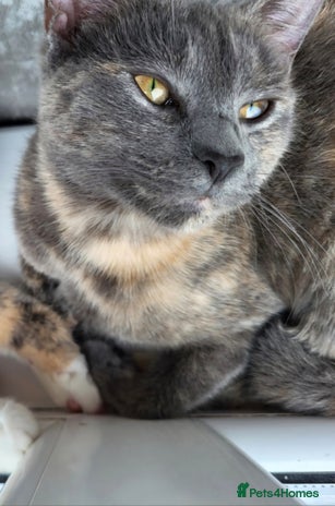 Mixed Breed cats Looking to rehome. - Advert 10