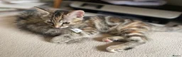 Mixed Breed cats for sale: 2 tabby girl kittens unusual colourings  - Advert 3