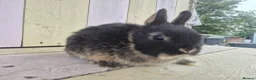 Netherland Dwarf rabbits for sale: 🩵PRETTIEST NETHERLAND DWARF COLOURED BABIES 🩷 - Advert 23