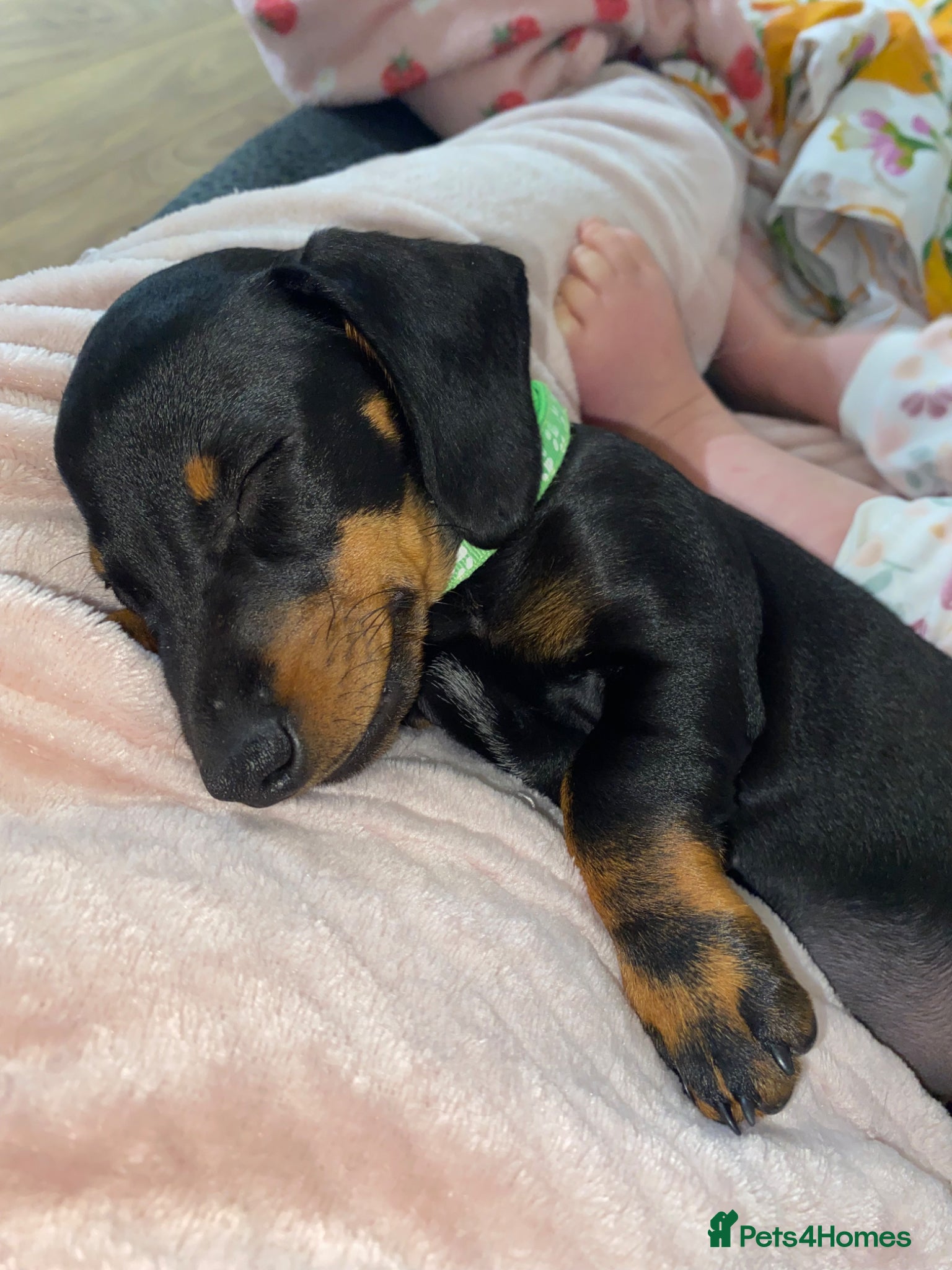 Miniature Dachshund dogs Miniature dachshunds 🐾 REDUCED PRICE⭐️ - Advert 20