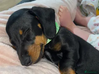 Miniature Dachshund dogs Miniature dachshunds 🐾 REDUCED PRICE⭐️ - Advert 20