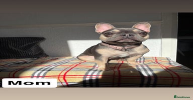 French Bulldog dogs - Advert 6