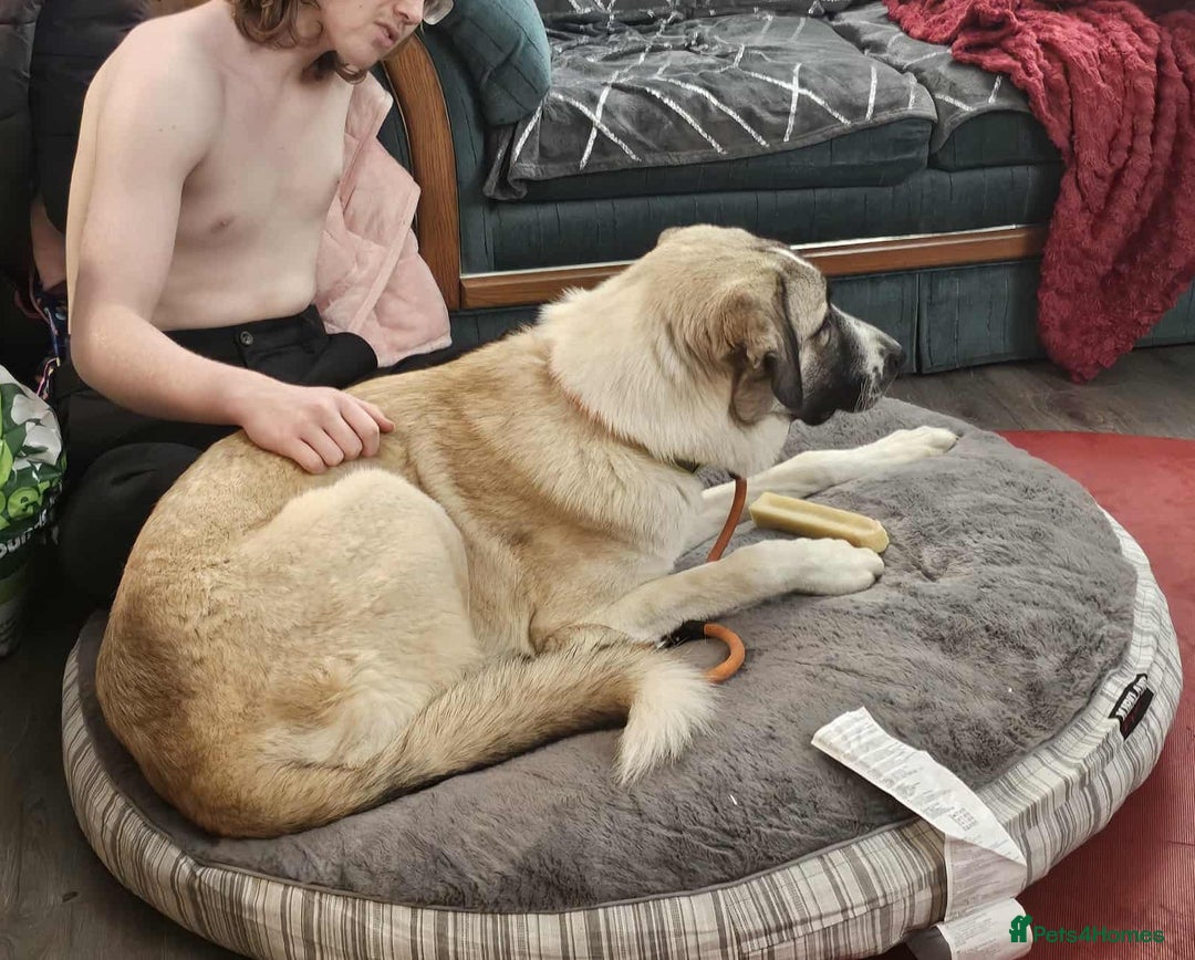 Mixed Breed dogs for adoption: Sadie – 10 months old, Female, Mixed Breed Pup - Advert 6