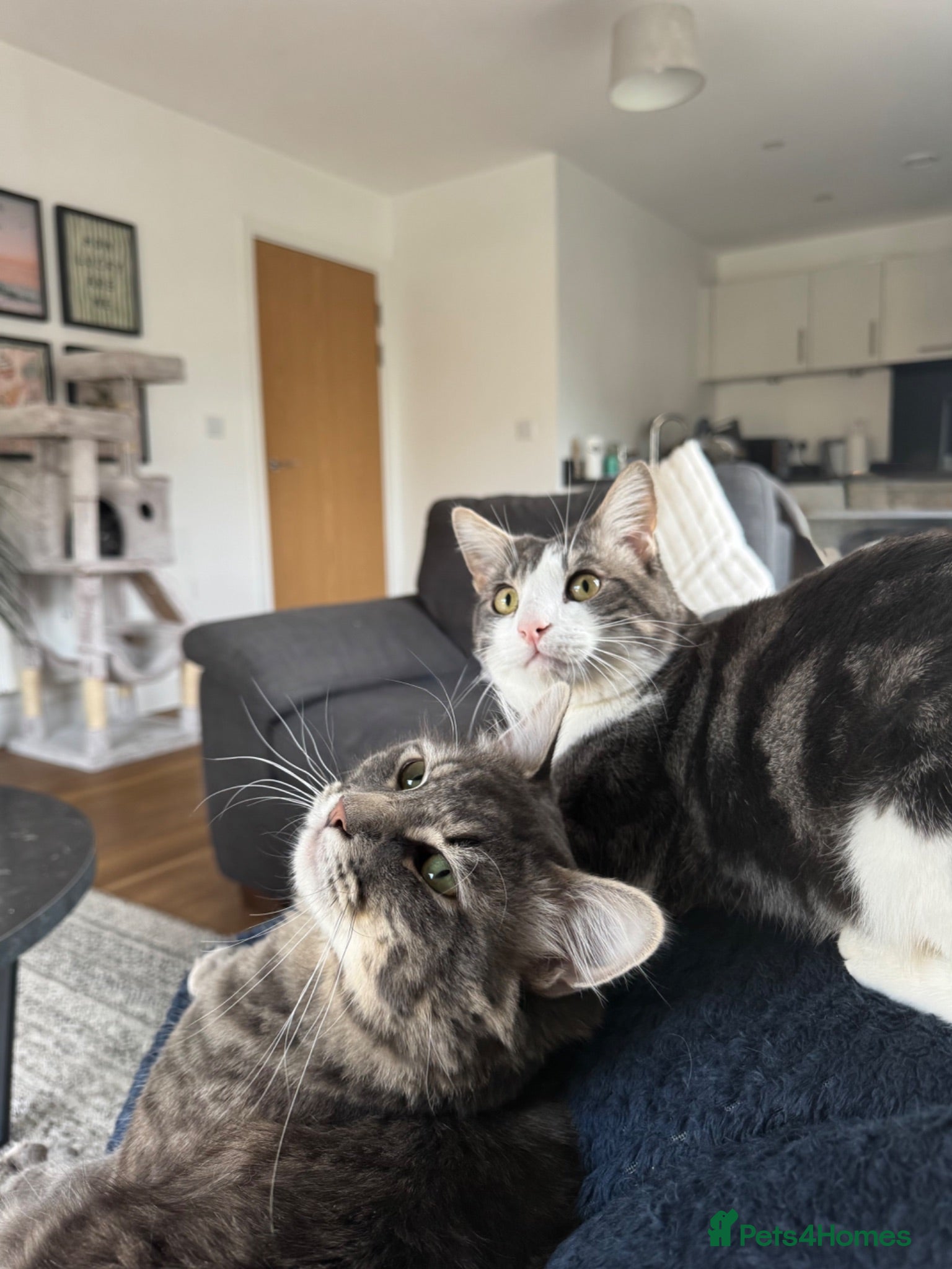 Mixed Breed cats Two gorgeous boy cats for sale  - Advert 4