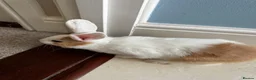 Dutch rabbits for sale: Dutch bunnies - Advert 9