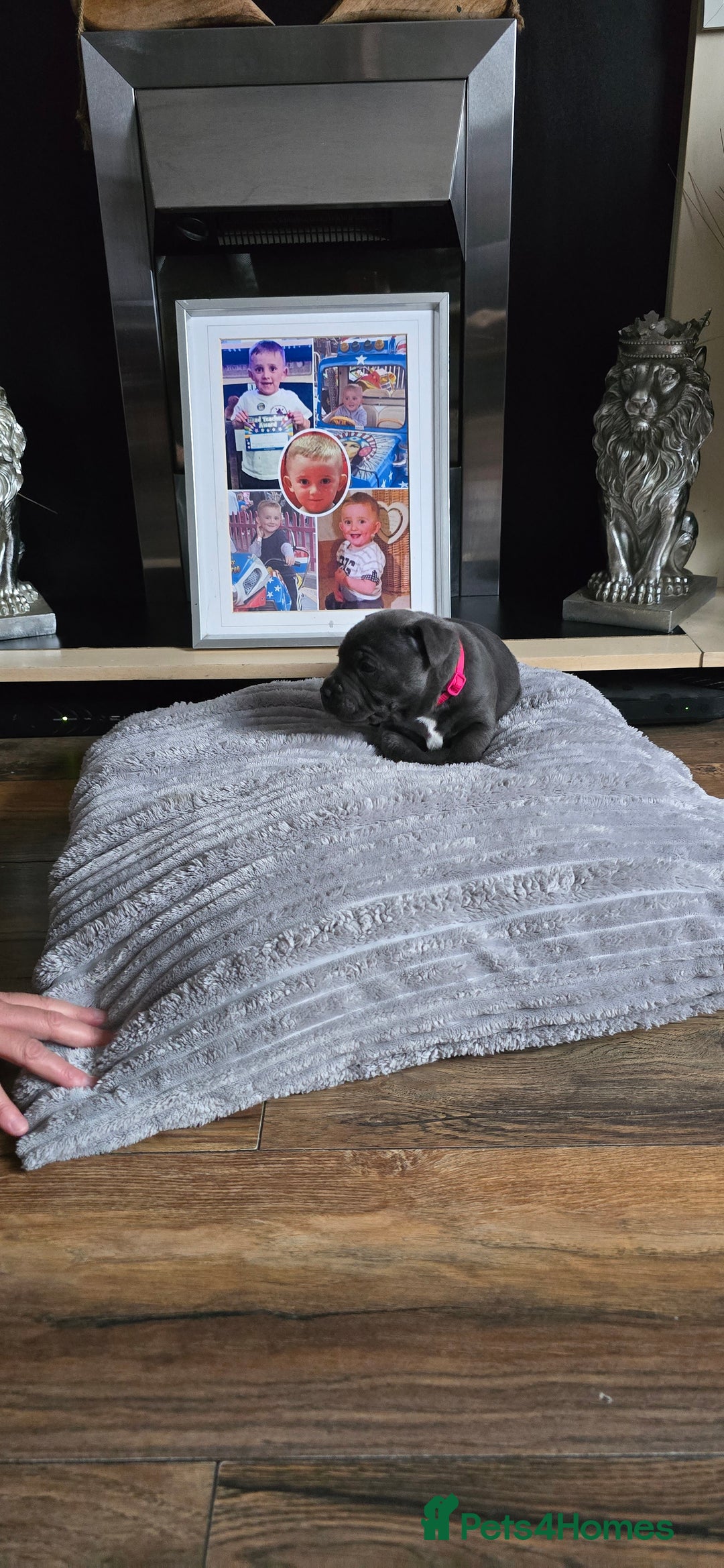 Staffordshire Bull Terrier dogs for sale: 4 beutiful blue staffies dad and mum kc  - Advert 5