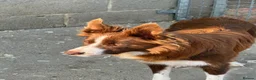 Border Collie dogs for sale: Gorgeous KC reg red and white border collies - Advert 2