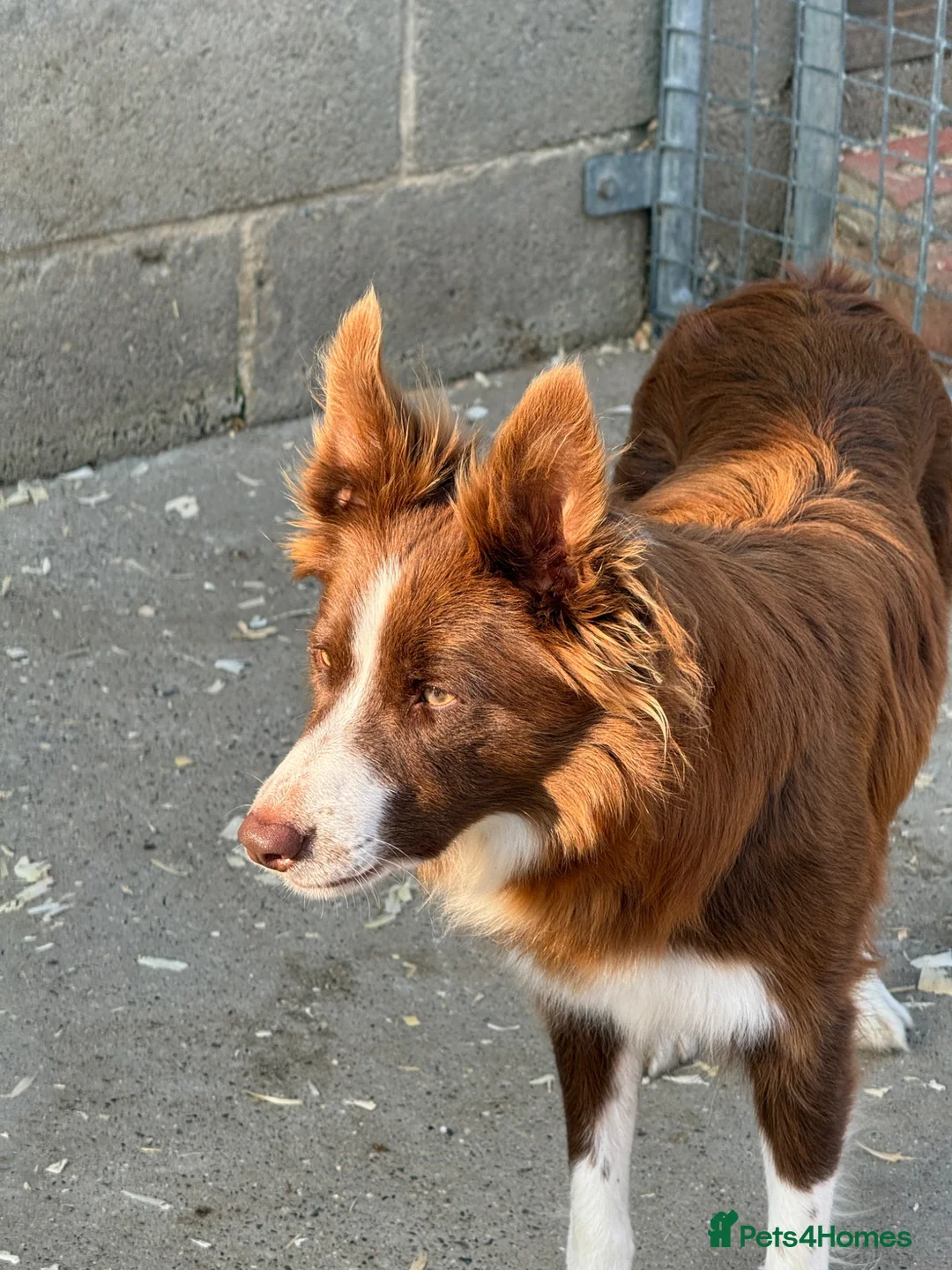 Border Collie dogs for sale: Gorgeous KC reg red and white border collies - Advert 2