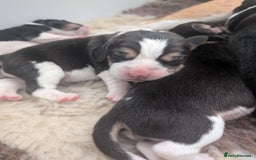 Beagle dogs for sale: Champion Show Line Beagle Puppies - Image 4