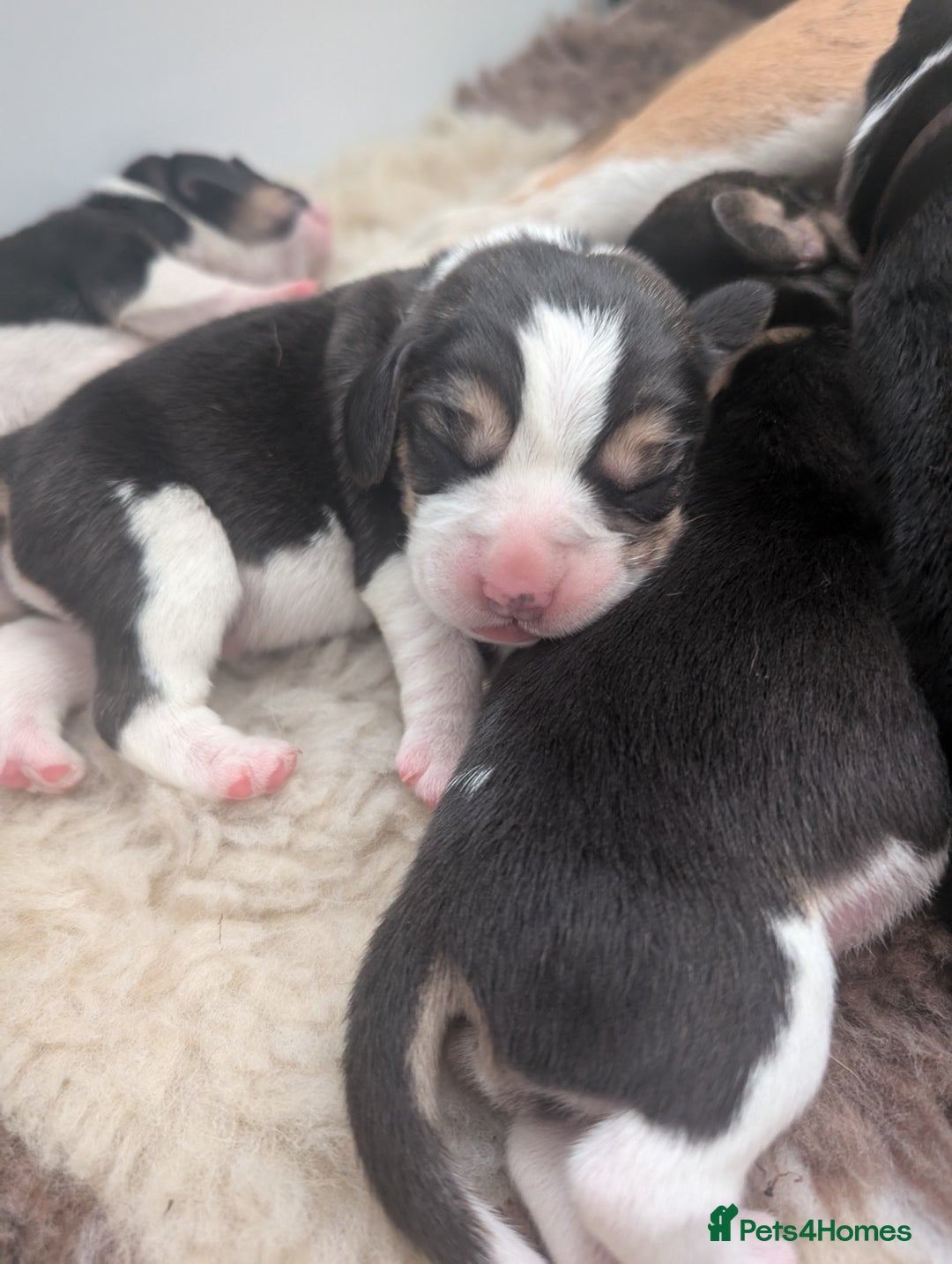 Beagle dogs for sale: Champion Show Line Beagle Puppies - Image 4