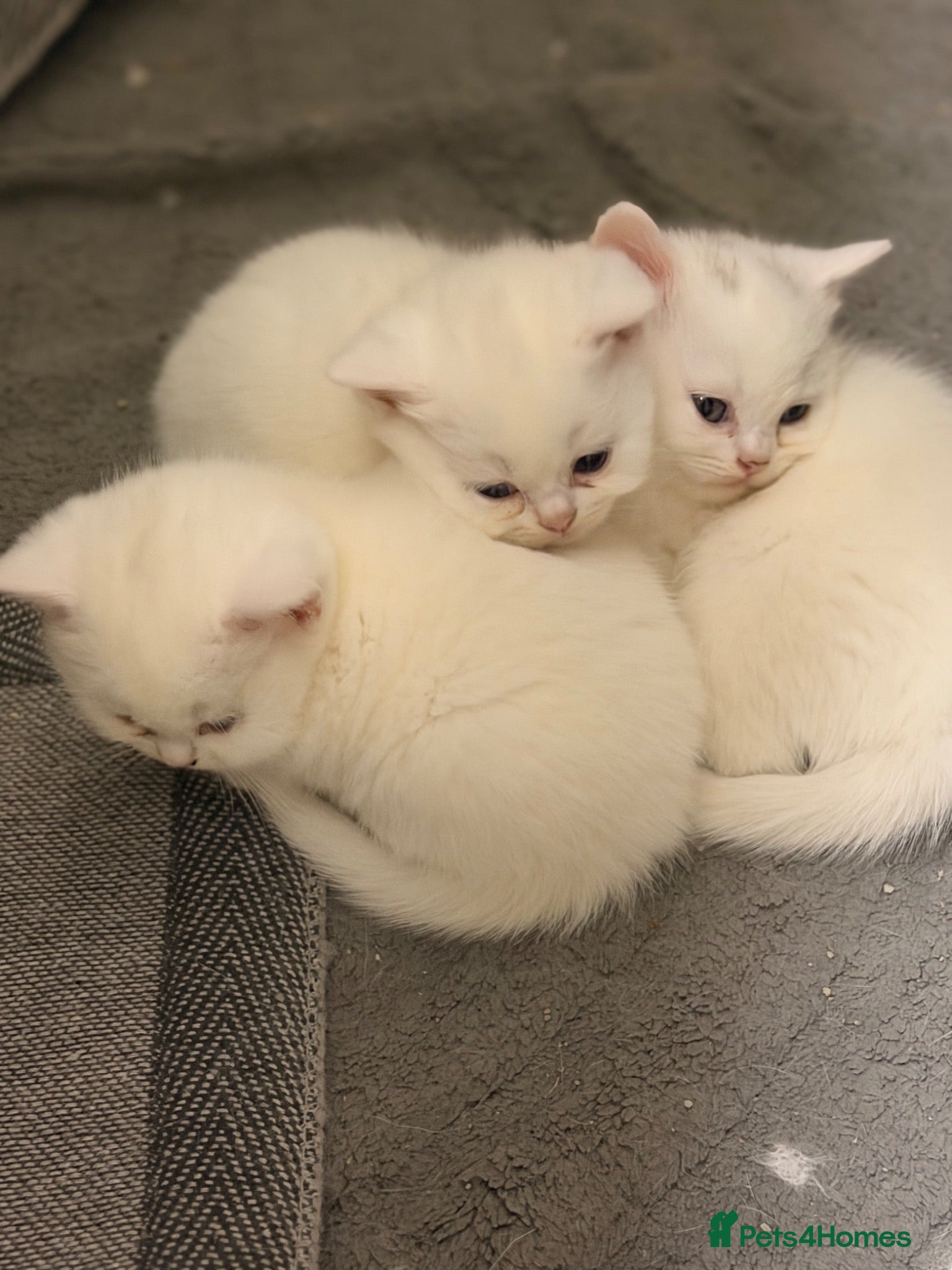 British Shorthair cats Stunning kittens looking for their forever home💙 - Advert 2