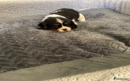 Cavalier King Charles Spaniel dogs for sale: Cavalier King Charles puppies  - Image 3