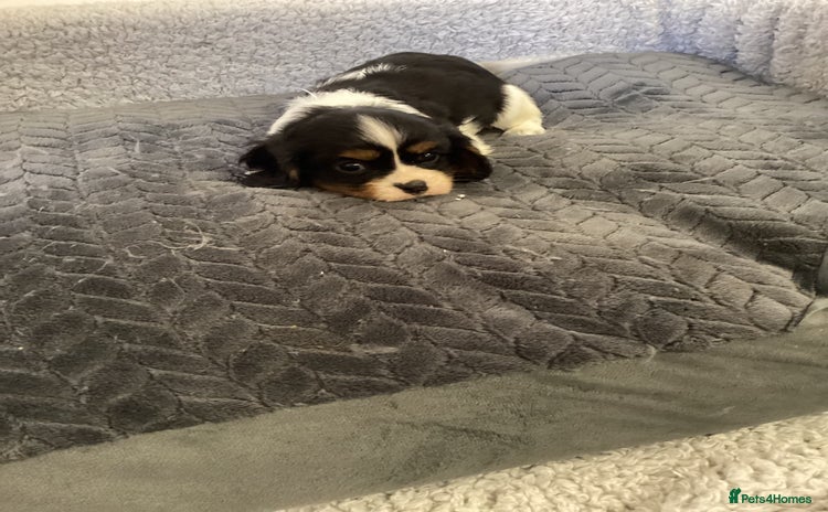 Cavalier King Charles Spaniel dogs - Advert 9