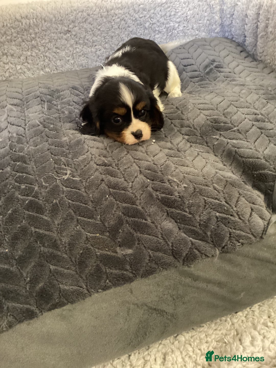 Cavalier King Charles Spaniel dogs for sale: Cavalier King Charles puppies  - Image 3