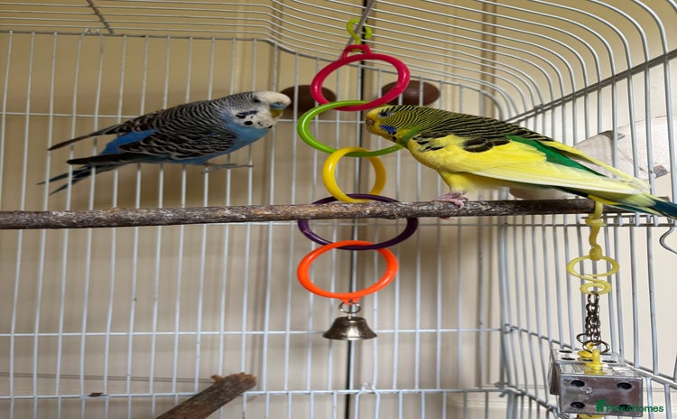 Budgerigars birds - Advert 1