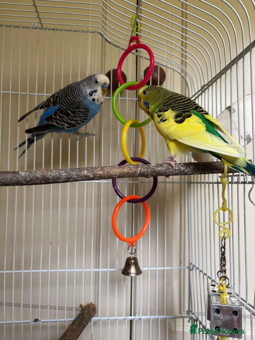 Budgerigars birds for sale: Male blue budgie  - Image 1