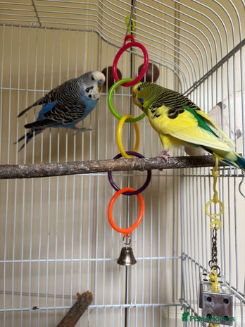 Budgerigars birds - Advert 1