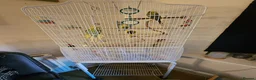 Budgerigars birds for sale: 2 Male Budgies with cage and stand in Wallasey - Advert 8