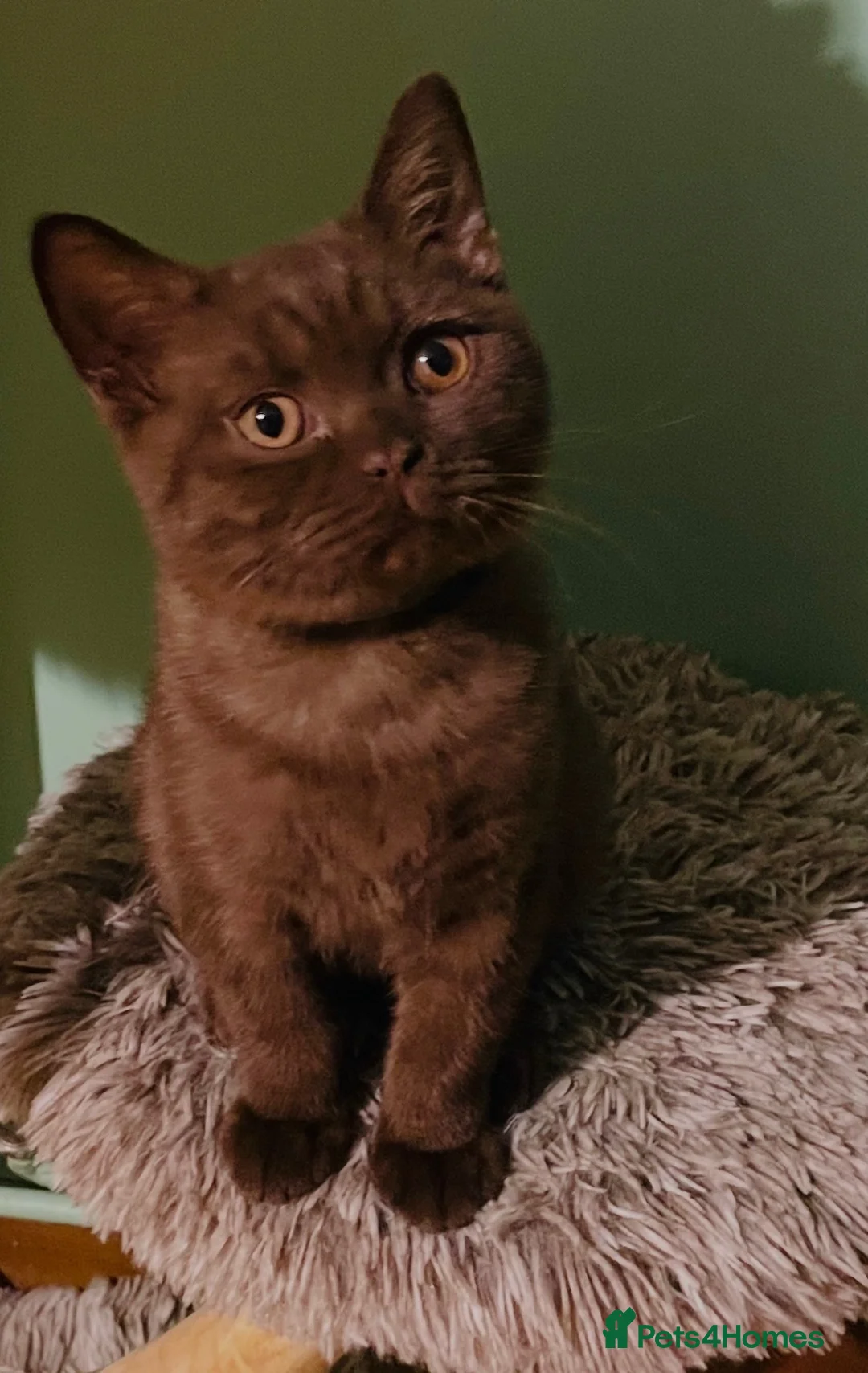 British Shorthair cats for sale: Last one chocolate  BSH boys available  - Advert 1