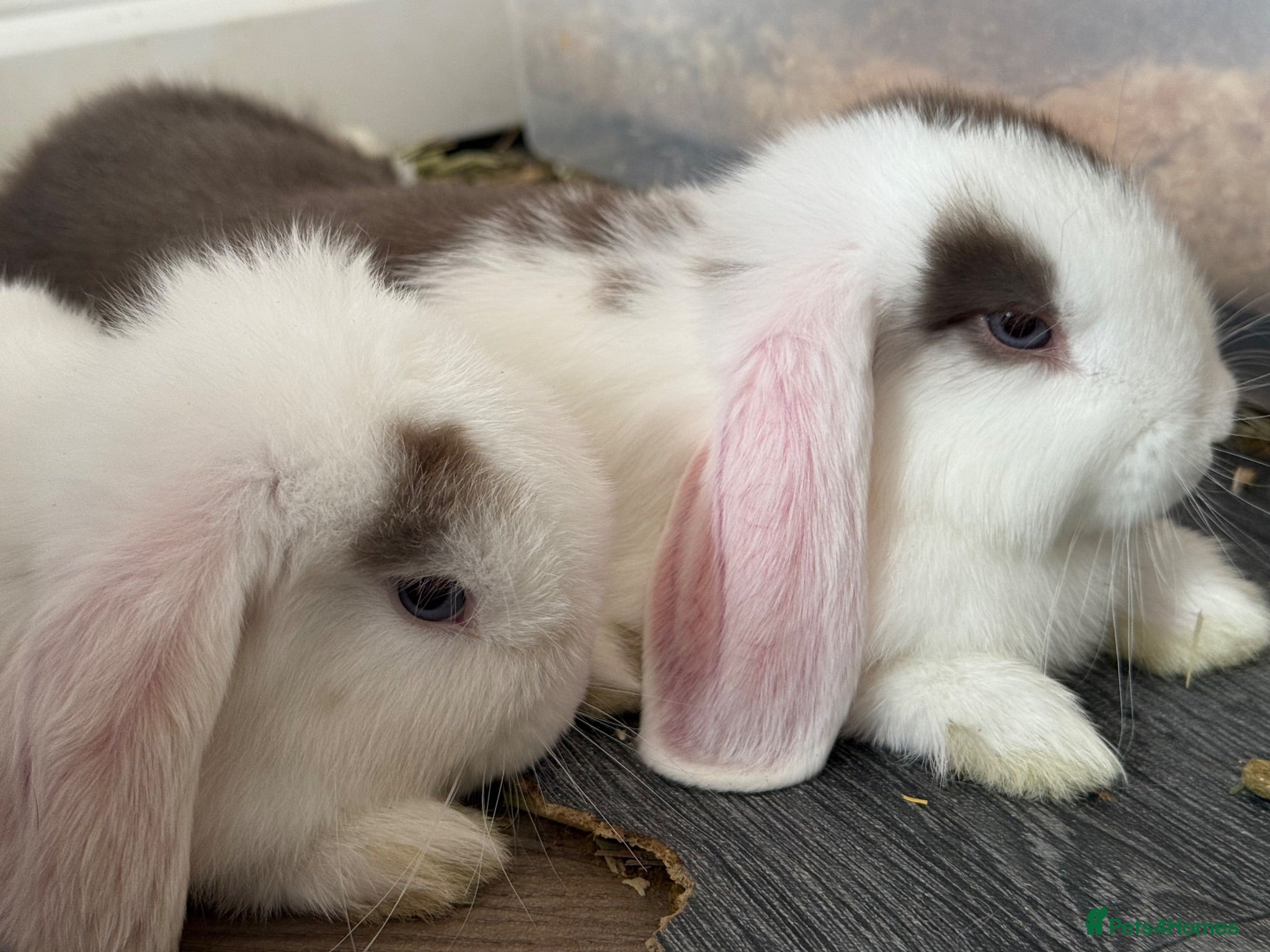 Mini Lop rabbits 🐰💕💙Ready To Leave Now - two babies  left 🐰 - Advert 2