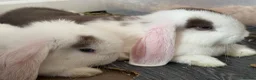 Mini Lop rabbits for sale: 🐰💕💙Ready To Leave Now - two babies  left 🐰 - Advert 2
