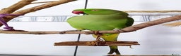 Parrots birds for sale: Baby ring neck talking parrot  - Advert 4