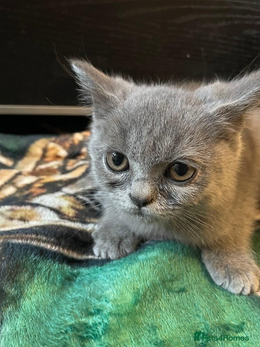 Scottish Fold cats for sale: Scottish fold kittens - Image 8