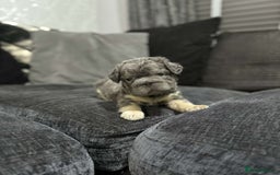French Bulldog dogs for sale: High Quality French Bulldog Puppies  - Image 30