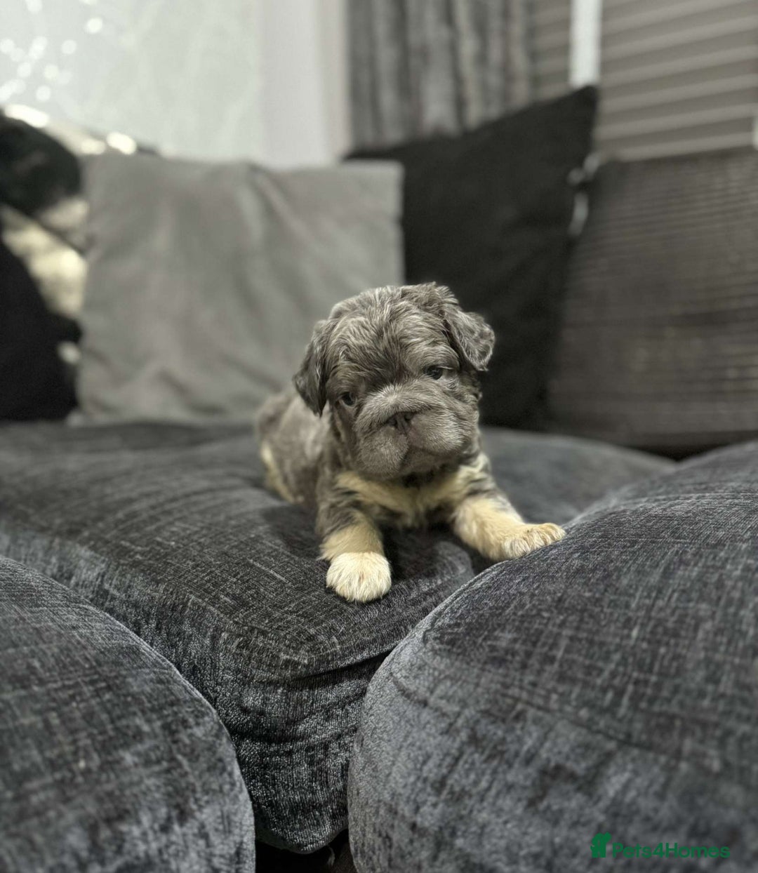 French Bulldog dogs for sale: High Quality French Bulldog Puppies  - Image 30