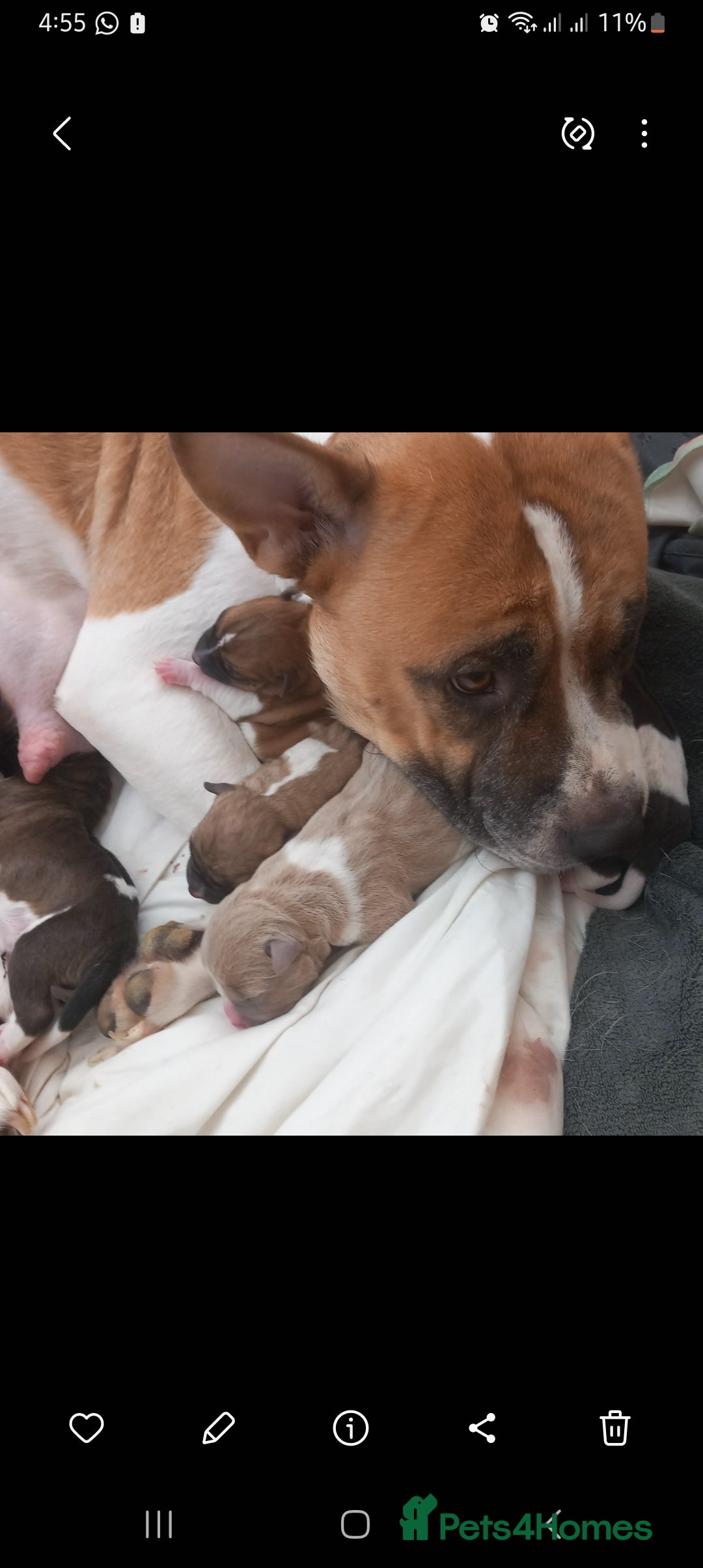 Mixed Breed dogs for sale: Staffy/american akita - Image 5