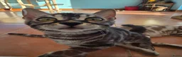 Bengal cats for sale: Silver Charcoal Bengal Female - Advert 6