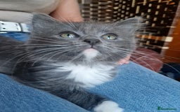Ragdoll cats for sale: 6 CROSS RAGDOLL KITTENS WAITING FOR A LOVING HOME - Image 5